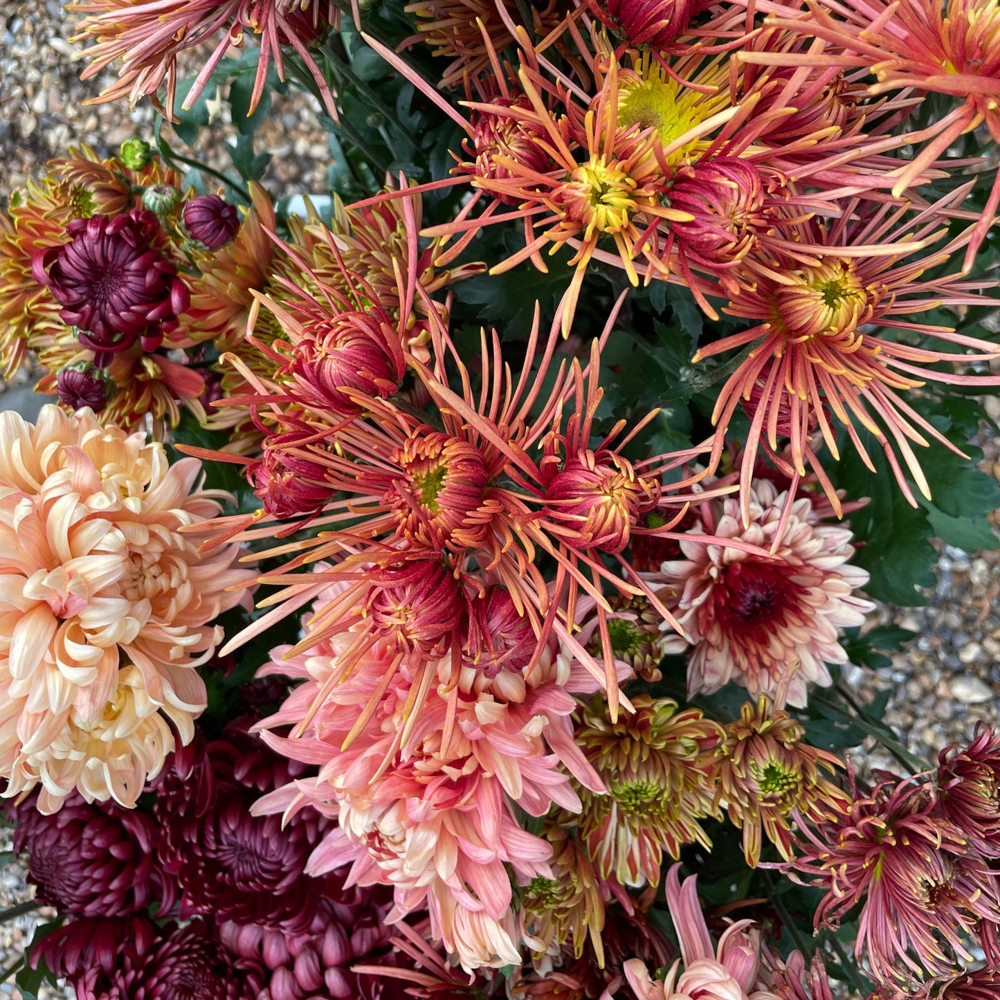 The Cutting Garden, month by month - November