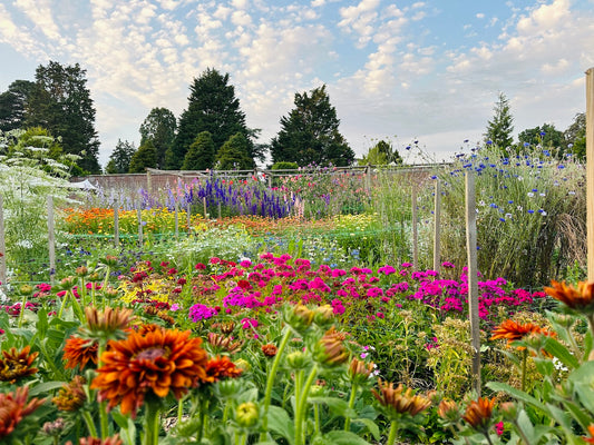 British Flowers Week and two new ways to buy Water Lane grown flowers