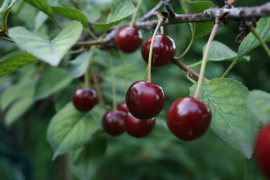 Pickled cherries