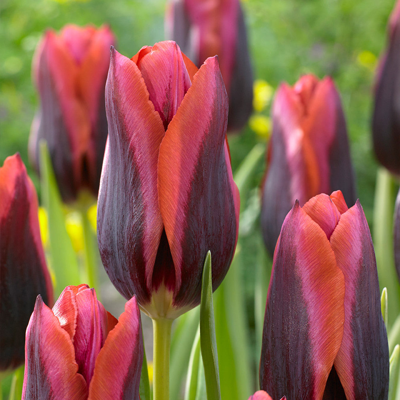 Bulbs & Flowers