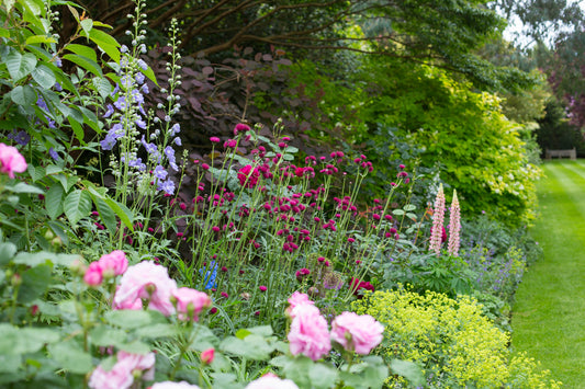 Designing a Flower Border with Jo Thompson Friday 21st June 10.30am to 3.30pm
