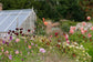 Designing a Flower Border with Jo Thompson in Four Sessions - February, April, June and September